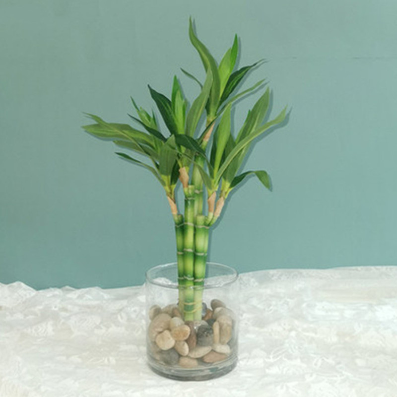 Aquarium Fish Saltwater - Mới 40Cm RFtificial May Mắn Tre