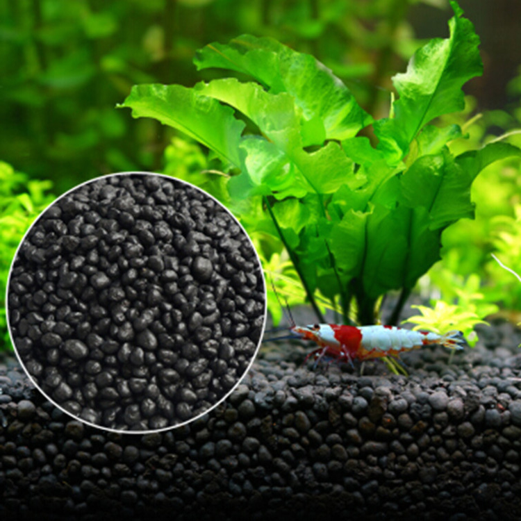 Aquarium Fish Freshwater - Bể Cá Cảnh Vật Có Hạt