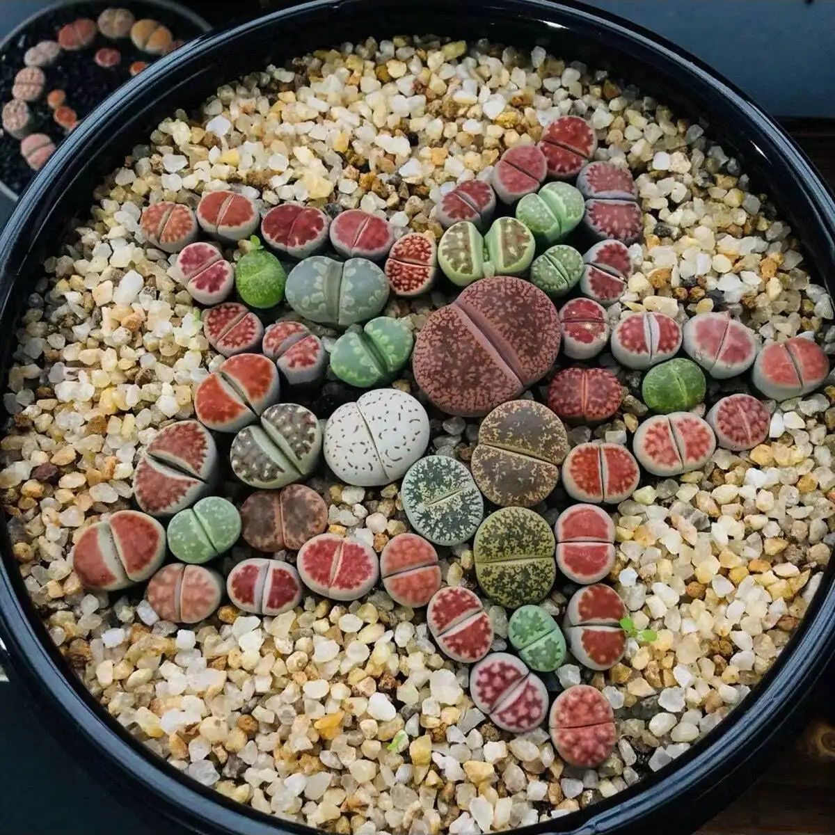 1pc-250g Natural Crystals Grav - đánh giá và giá Aquarium Fish Pot