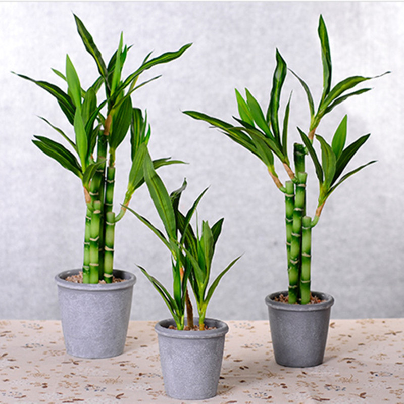 Mới 40Cm RFtificial May Mắn Tr - đánh giá và giá Aquarium Fish Saltwater