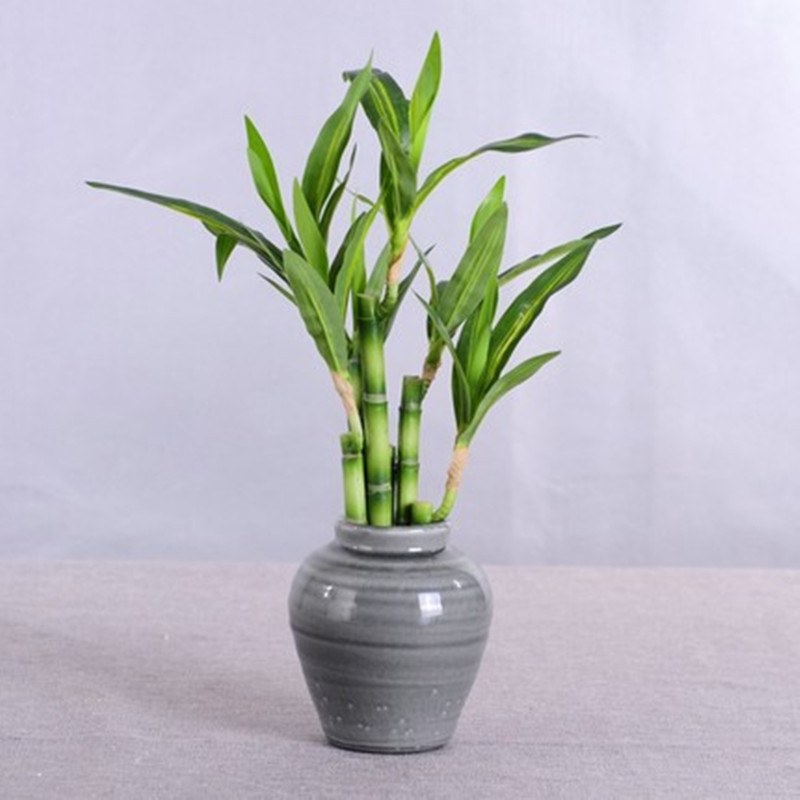 Mới 40Cm RFtificial May Mắn Tr - đánh giá và giá Aquarium Fish Saltwater