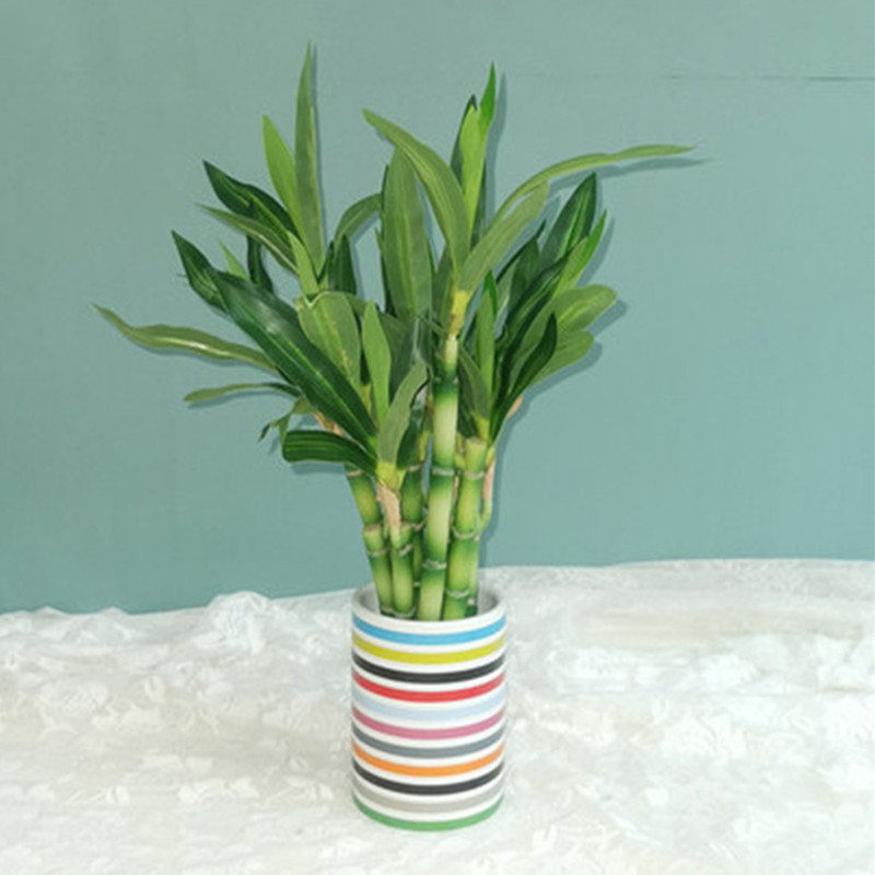 Mới 40Cm RFtificial May Mắn Tr - đánh giá và giá Aquarium Fish Saltwater